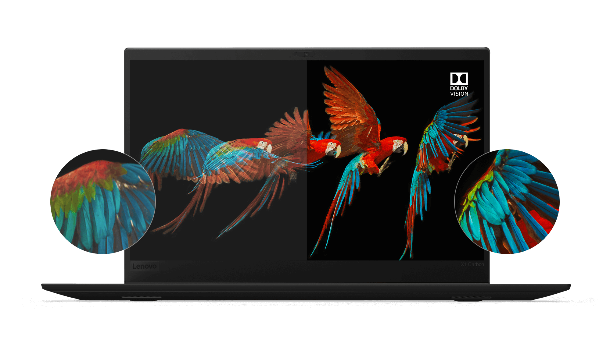 Lenovo ThinkPad X1 Carbon HDR display with Dolby Vision, showing amazing detail and color accuracy of a parrot's wings in flight.